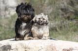 LHASSA APSO 059